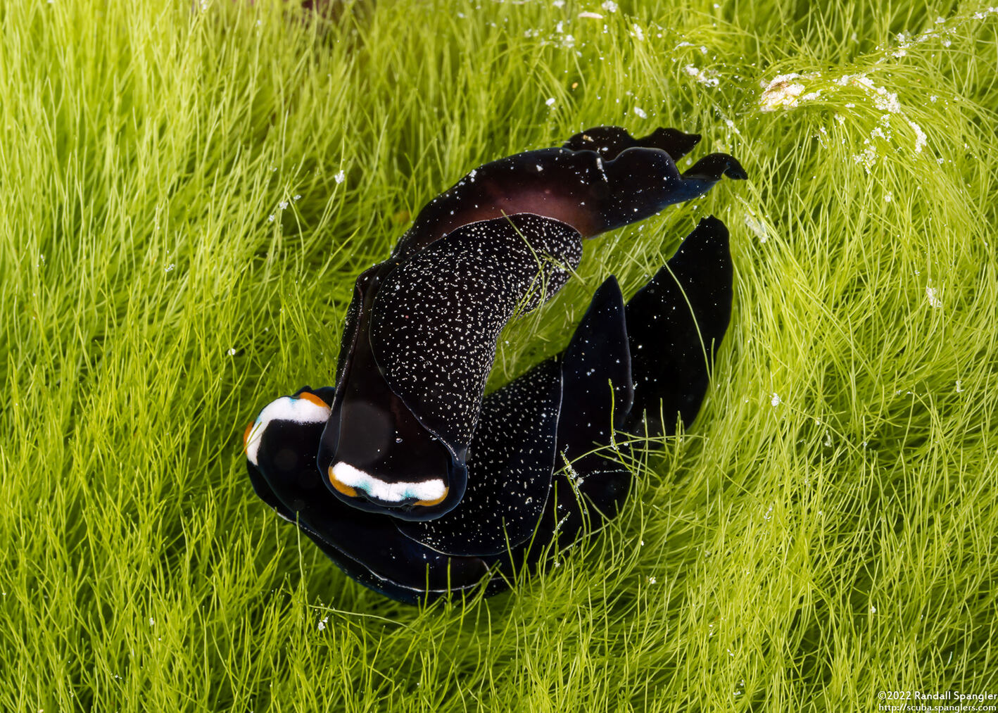 Mariaglaja inornata (Headband Headshield Slug)