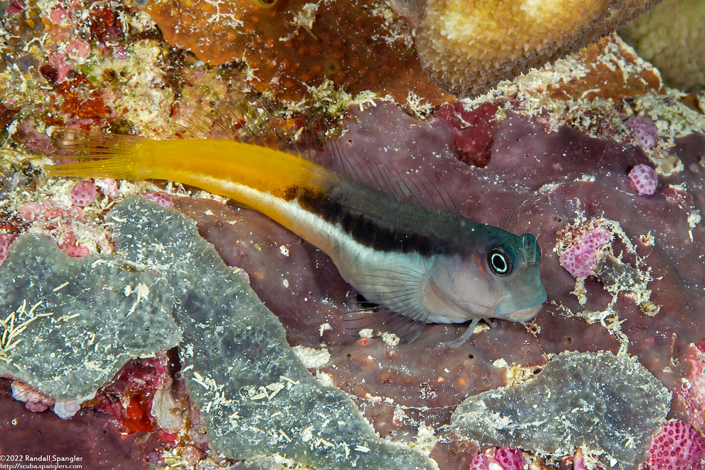 Ecsenius bicolor (Bicolor Coralblenny)