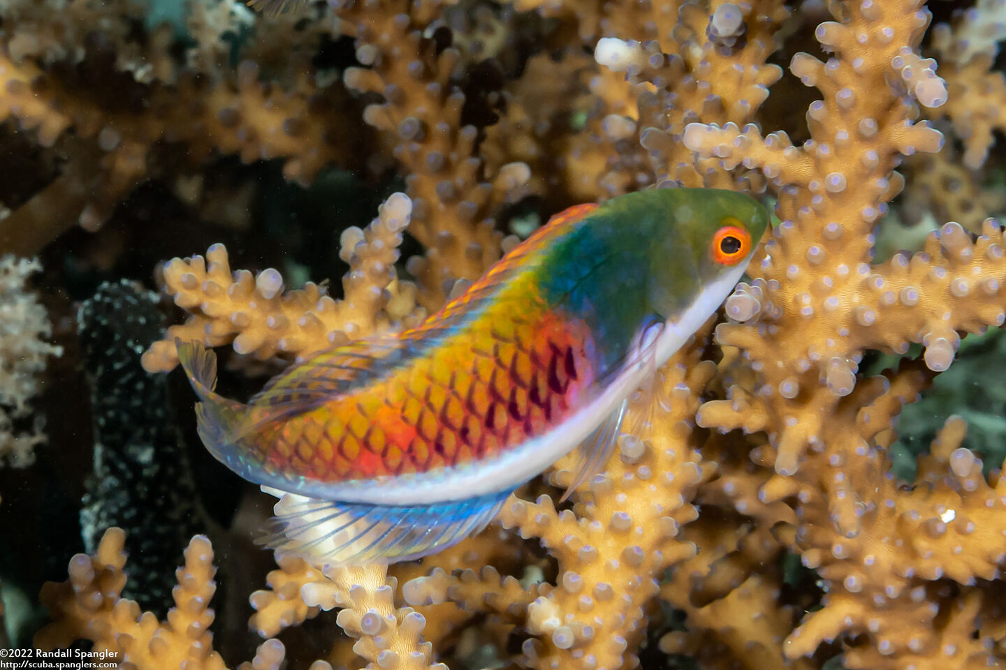 Cirrhilabrus cyanopleura (Bluesided Fairy Wrasse)