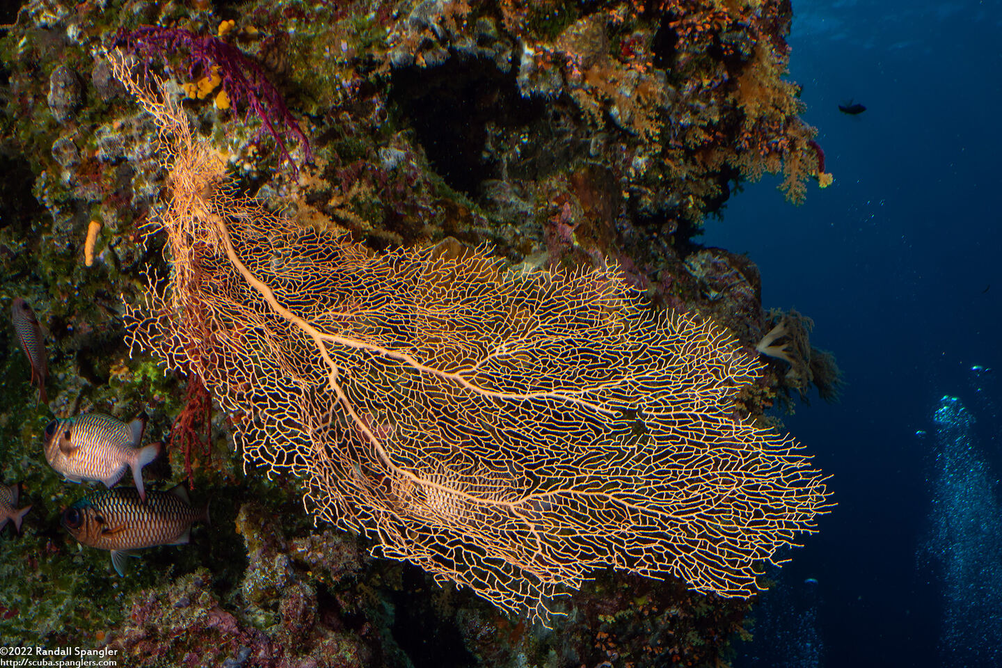 Annella mollis (Giant Sea Fan)