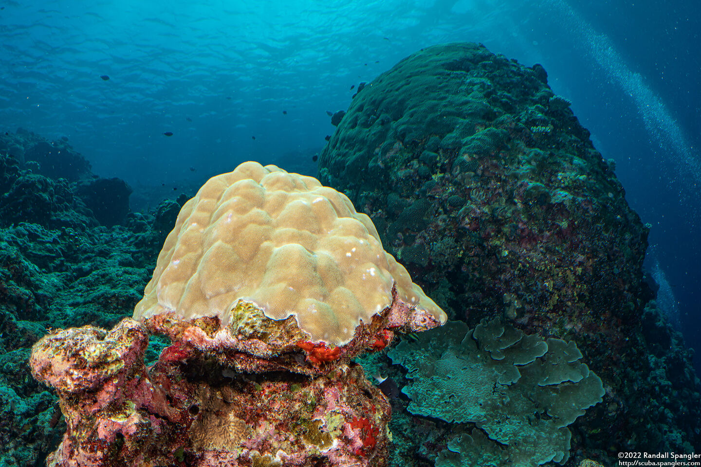 Porites sp.1 (Porites sp.1)