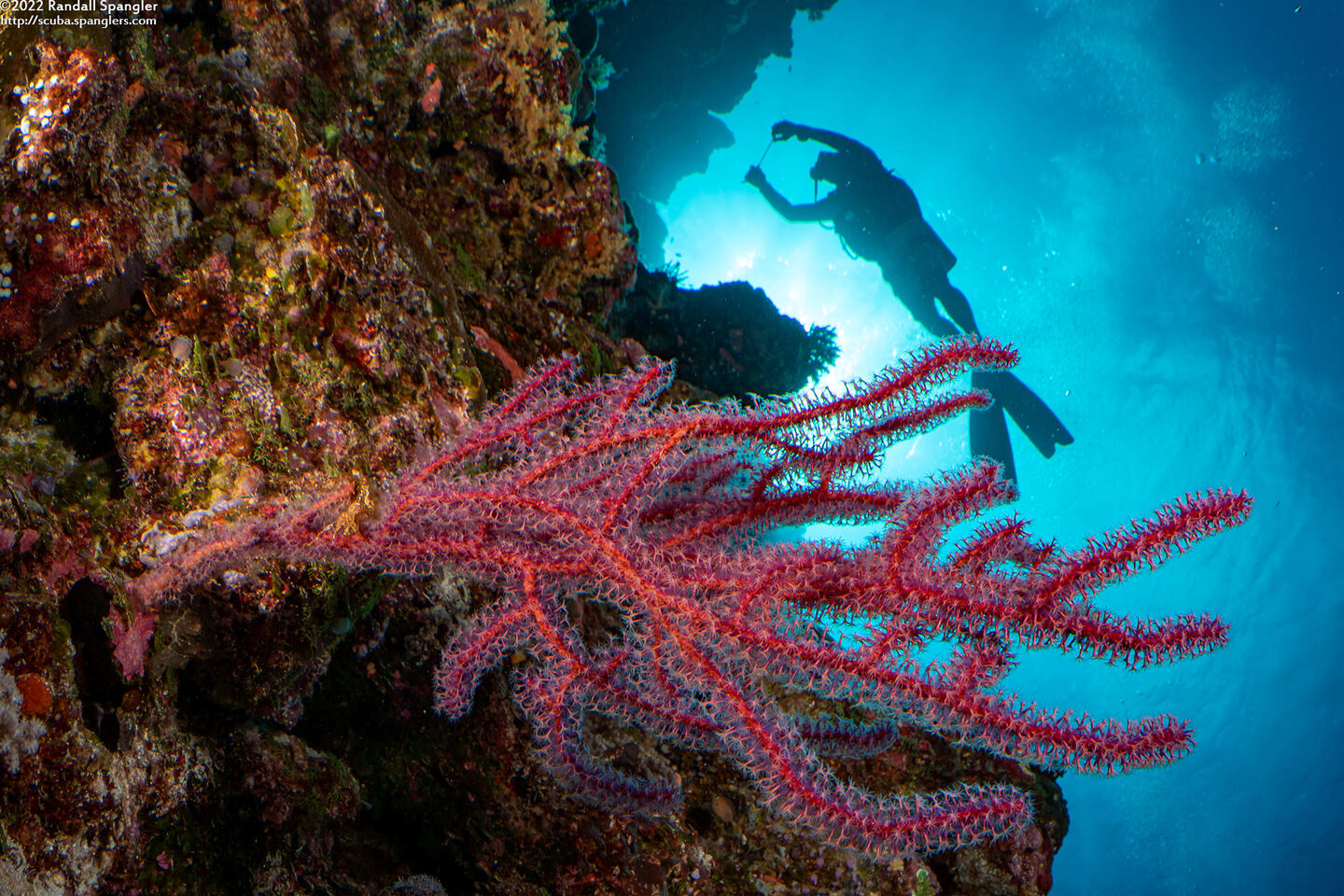 Menella sp.1 (Menella sp.1)