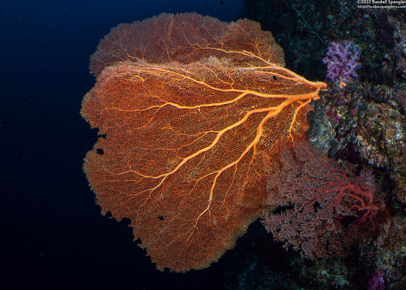 Annella mollis (Giant Sea Fan)