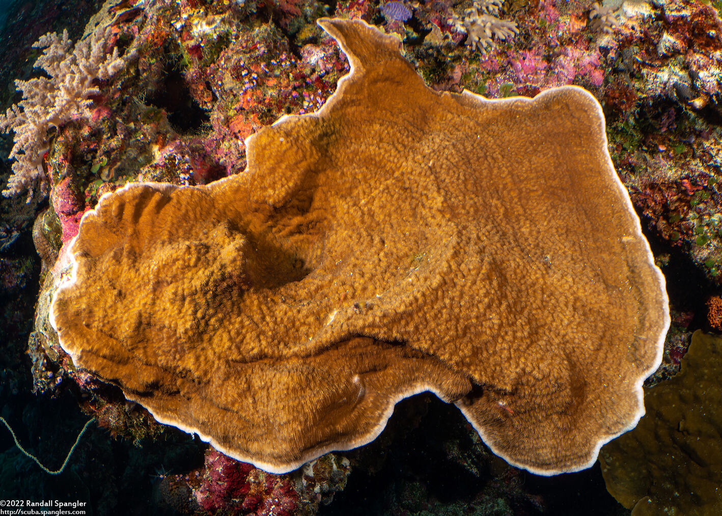 Echinopora lamellosa (Folded Echinopora)