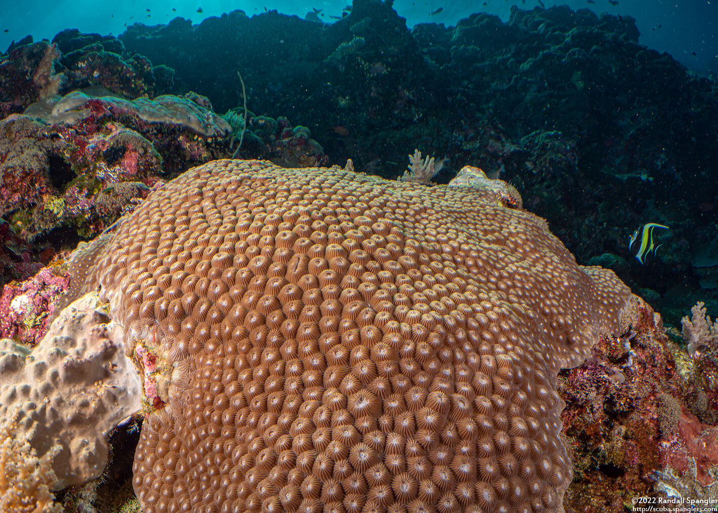 Diploastrea heliopora (Honeycomb Coral)