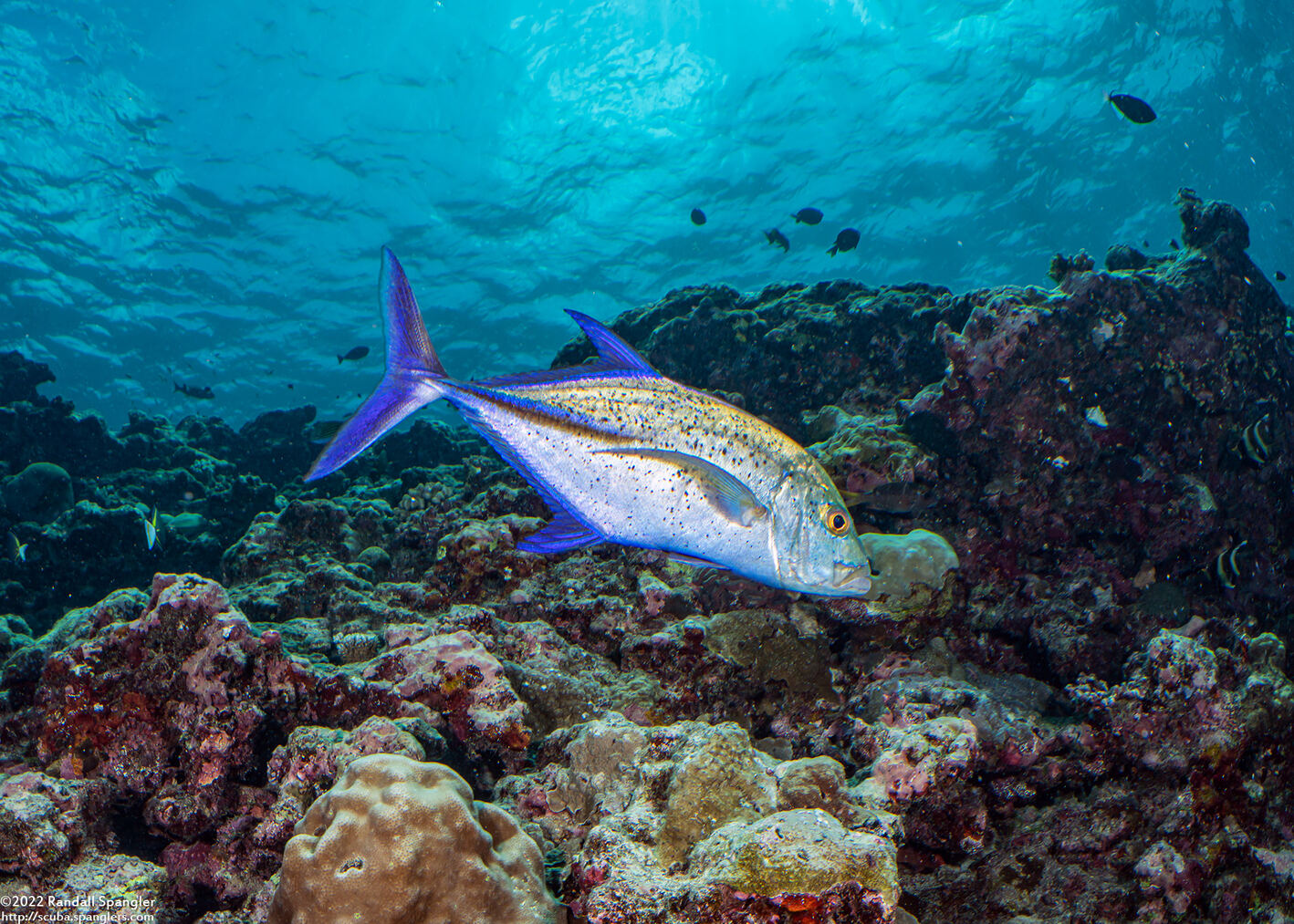 Caranx melampygus (Bluefin Trevally)