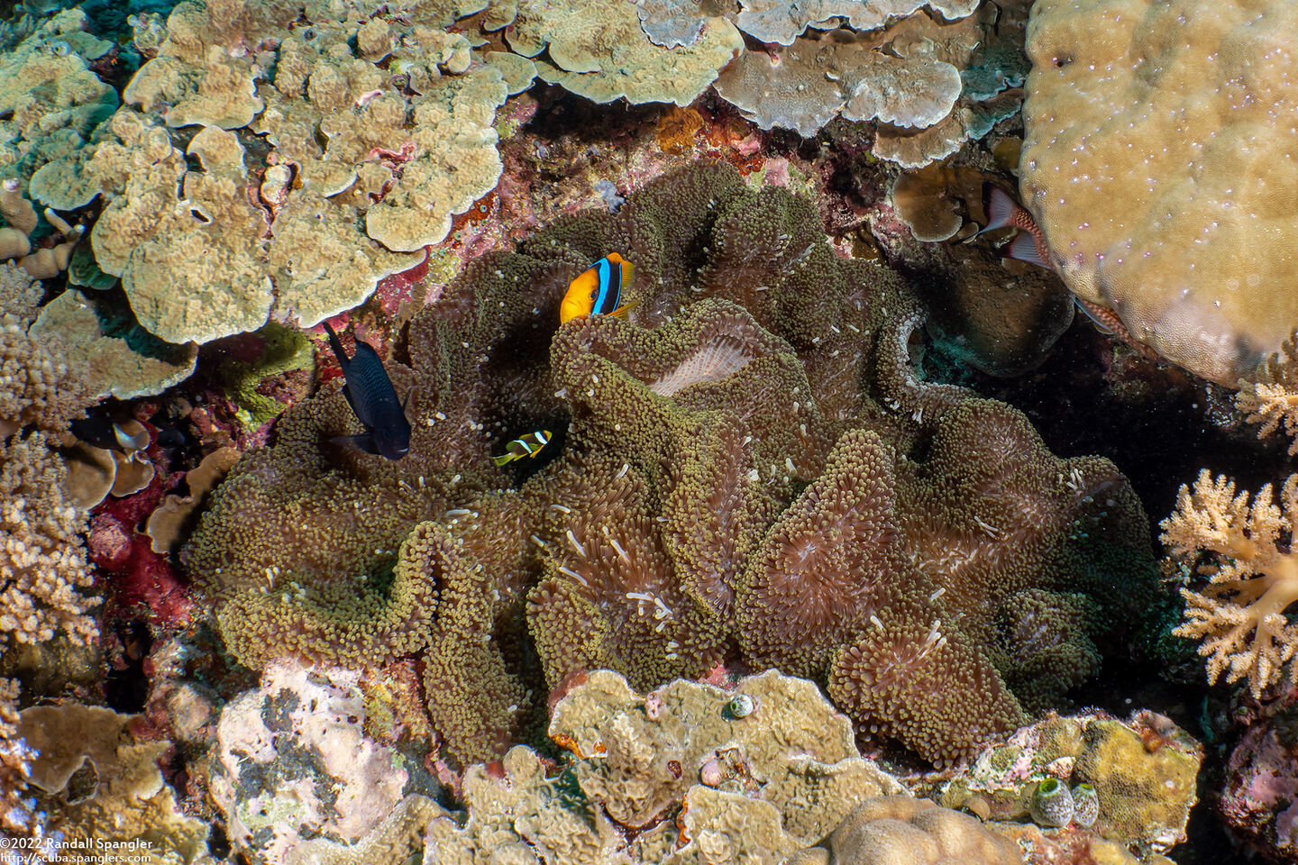 Stichodactyla mertensii (Merten's Carpet Anemone)