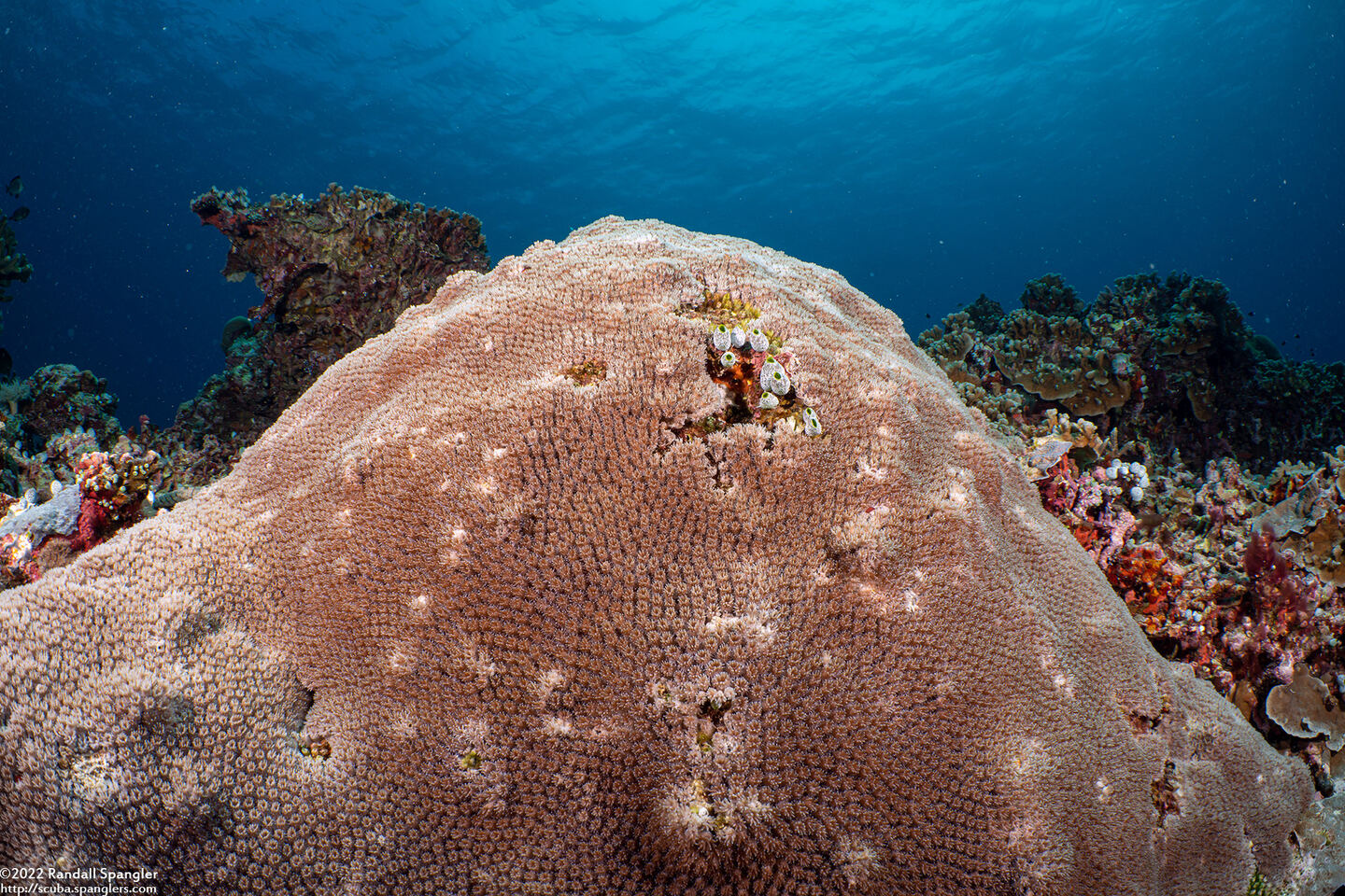 Diploastrea heliopora (Honeycomb Coral)