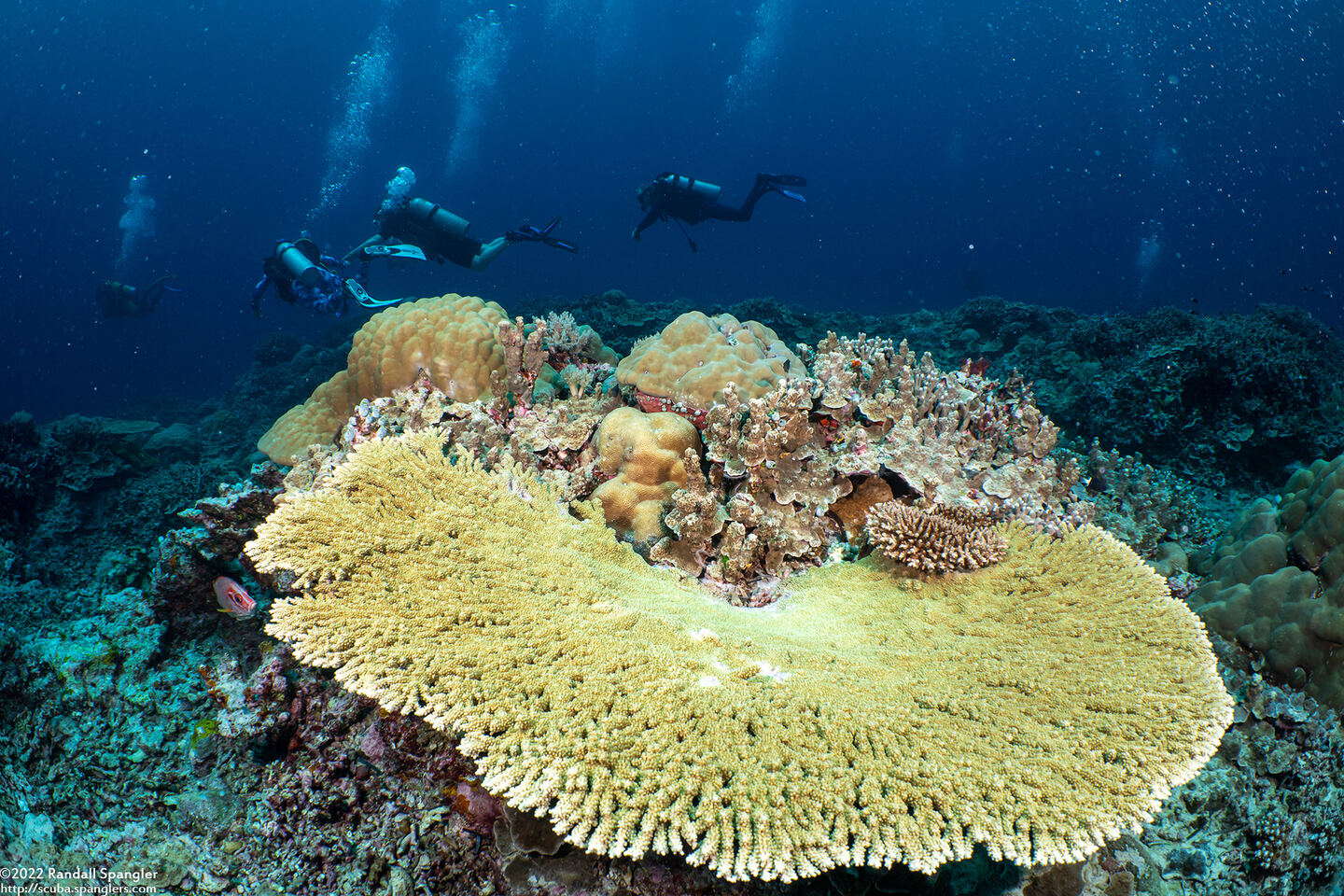 Acropora hyacinthus (Hyacinth Table Coral)