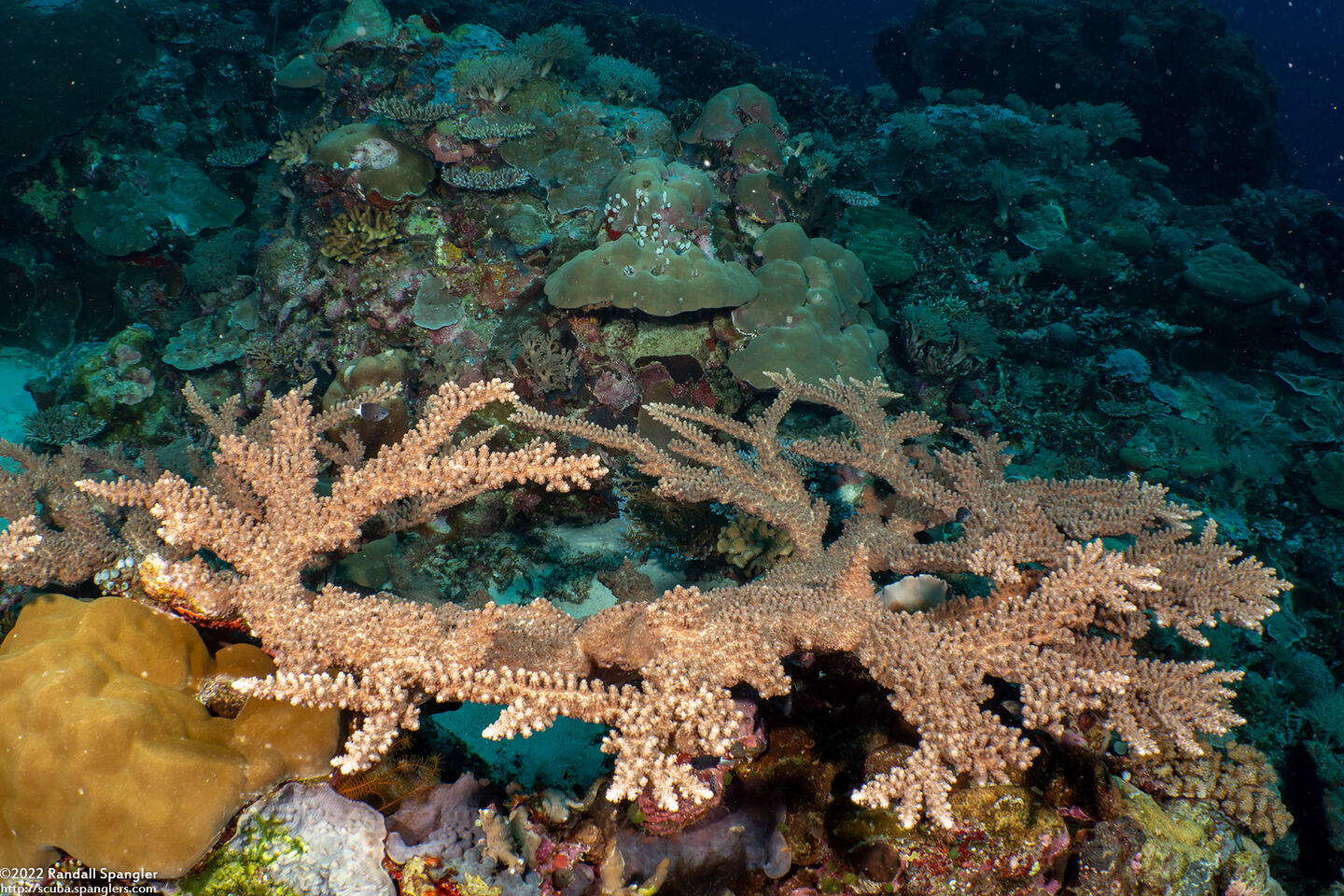 Acropora robusta (Robust Acropora)