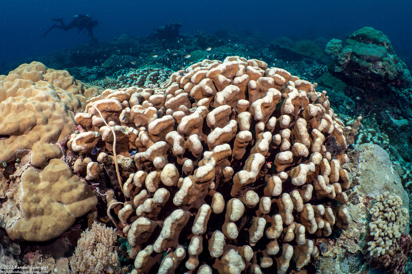 Pavona clavus (Swollen Coral)