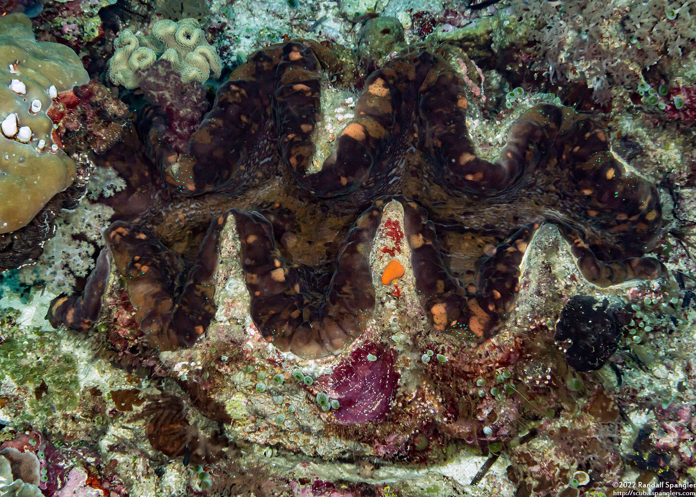 Tridacna gigas (Giant Clam)
