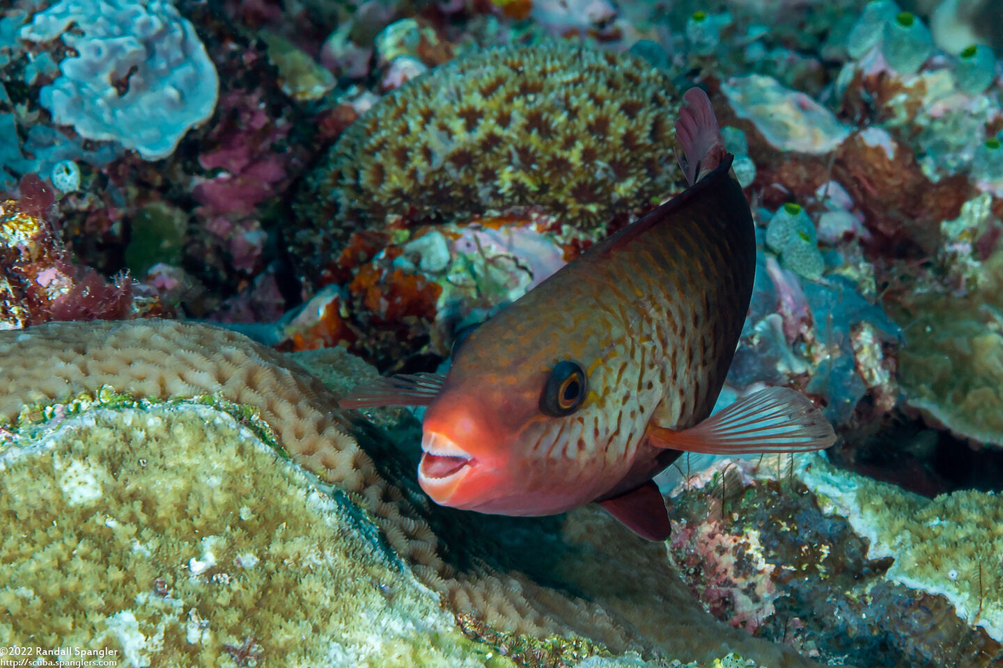 Chlorurus spilurus (Bullethead Parrotfish)