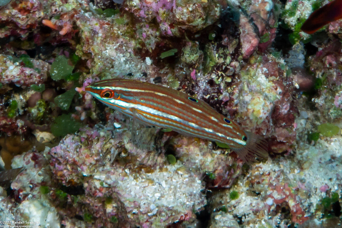 Halichoeres biocellatus (Doublespot Wrasse)