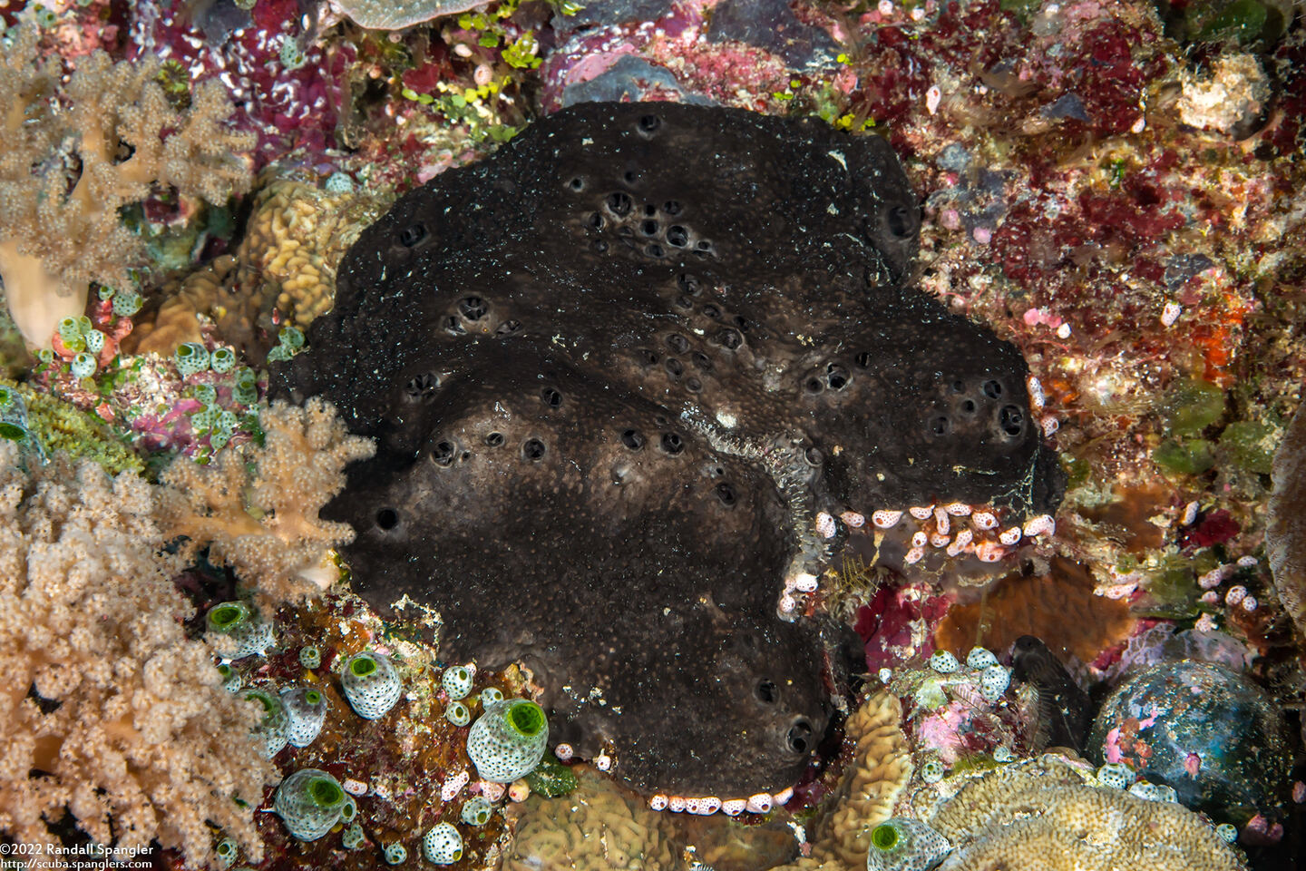 Luffariella sp.1 (Luffariella sp.1)