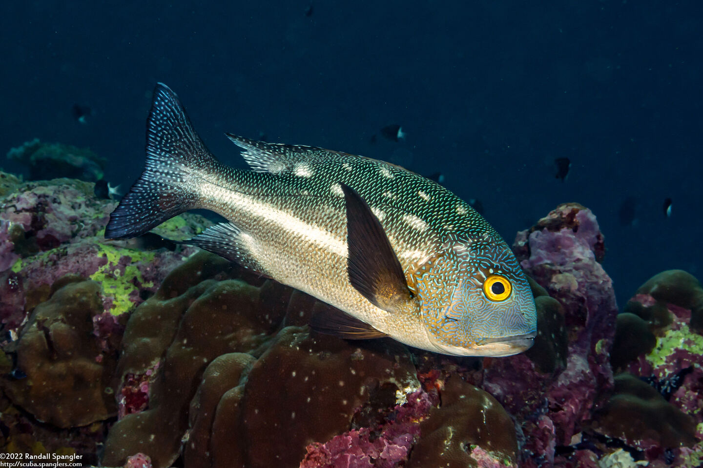 Macolor macularis (Midnight Snapper)