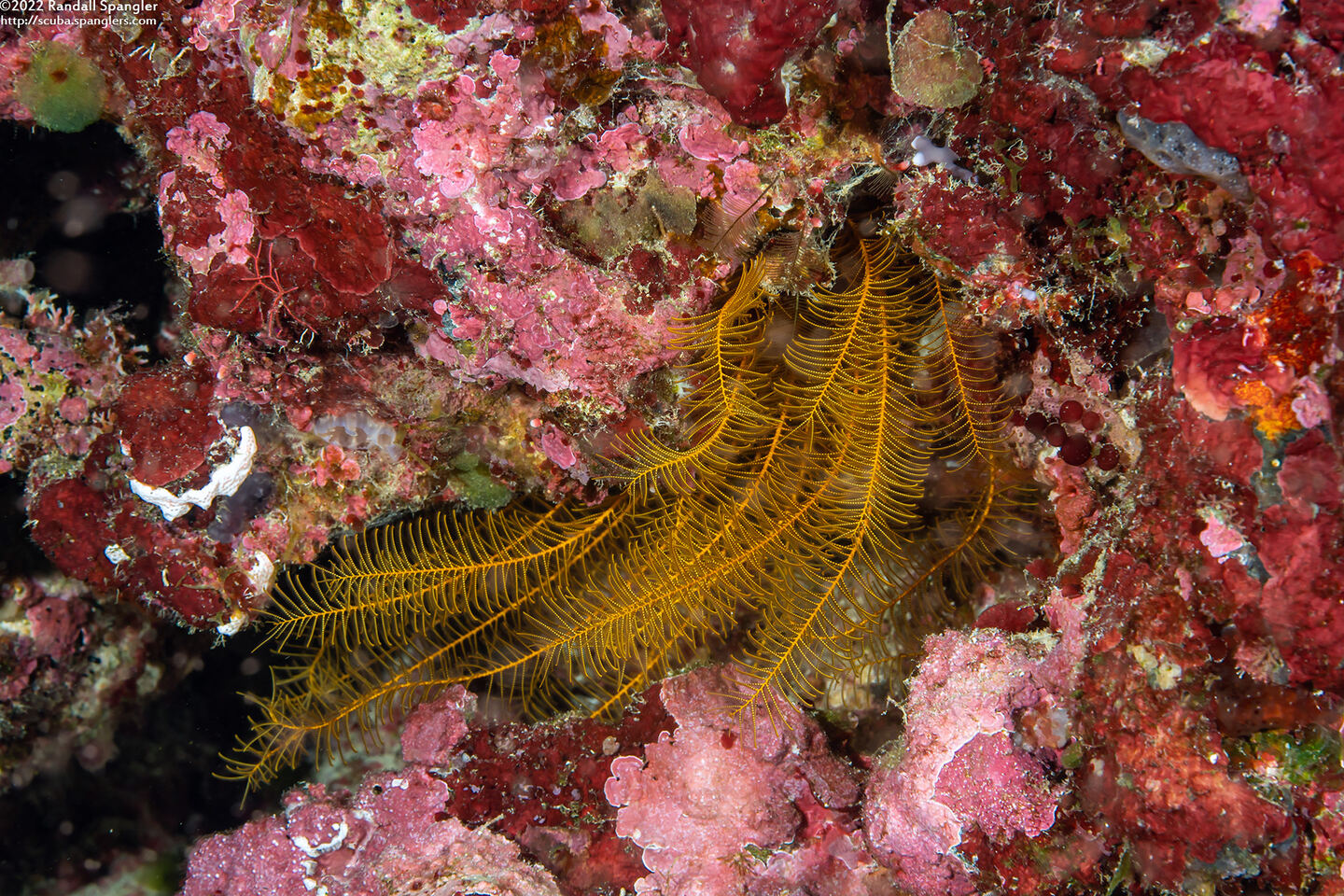 Phanogenia gracilis (Slender Feather Star)
