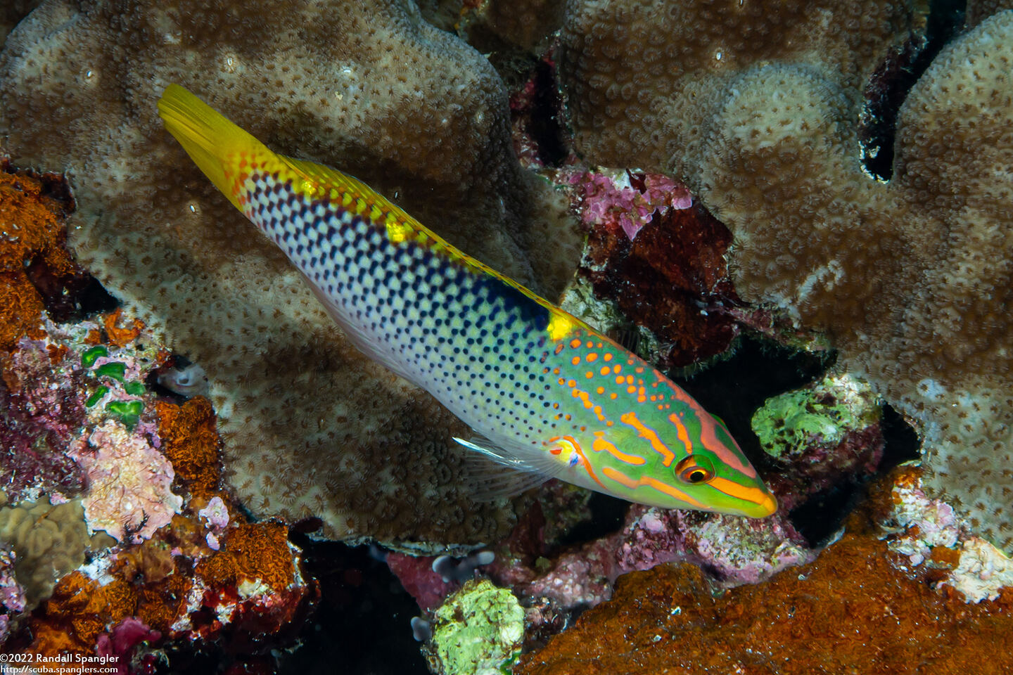 Halichoeres hortulanus (Checkerboard Wrasse)