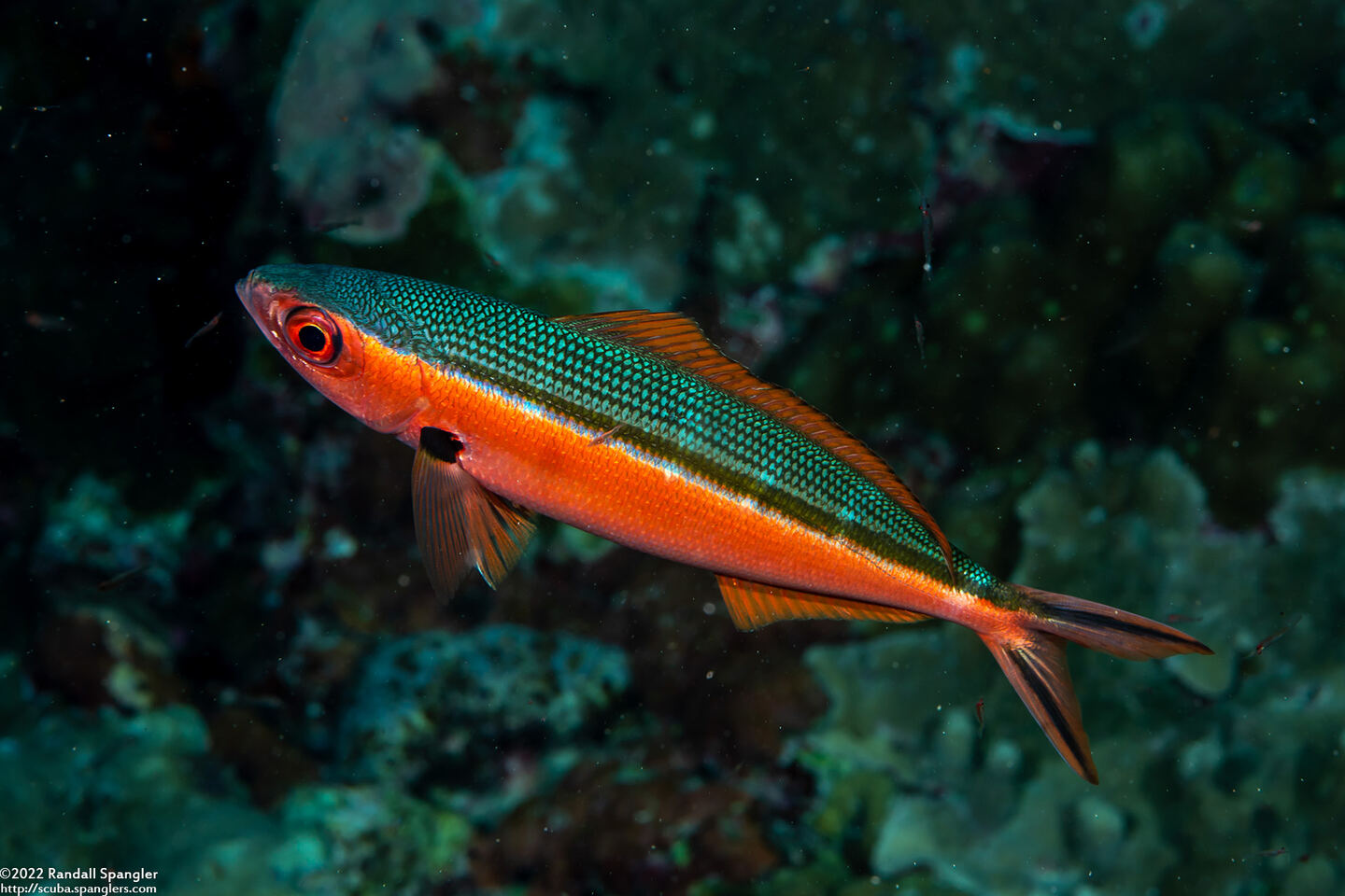 Caesio caerulaurea (Scissortail Fusilier)