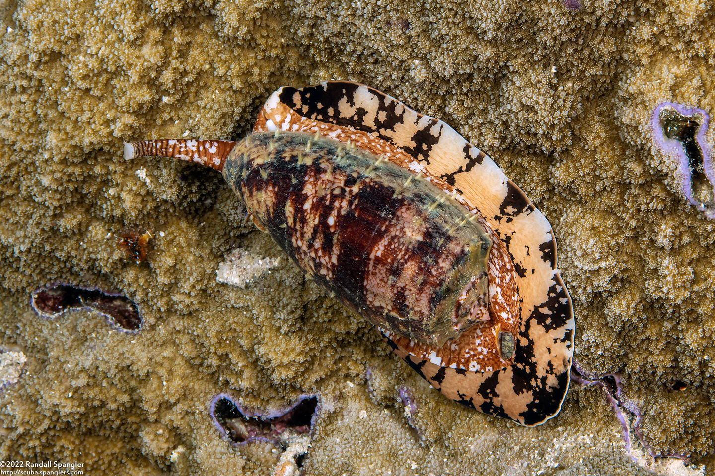 Conus geographus (Geography Cone)