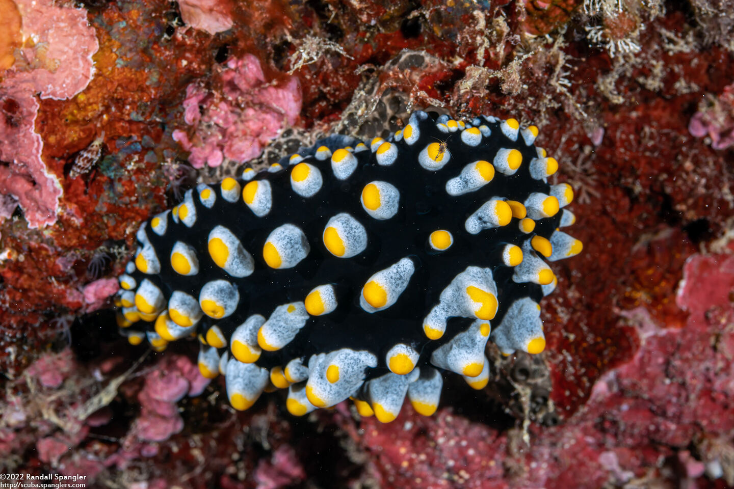 Phyllidia varicosa (Varicose Phyllidia)