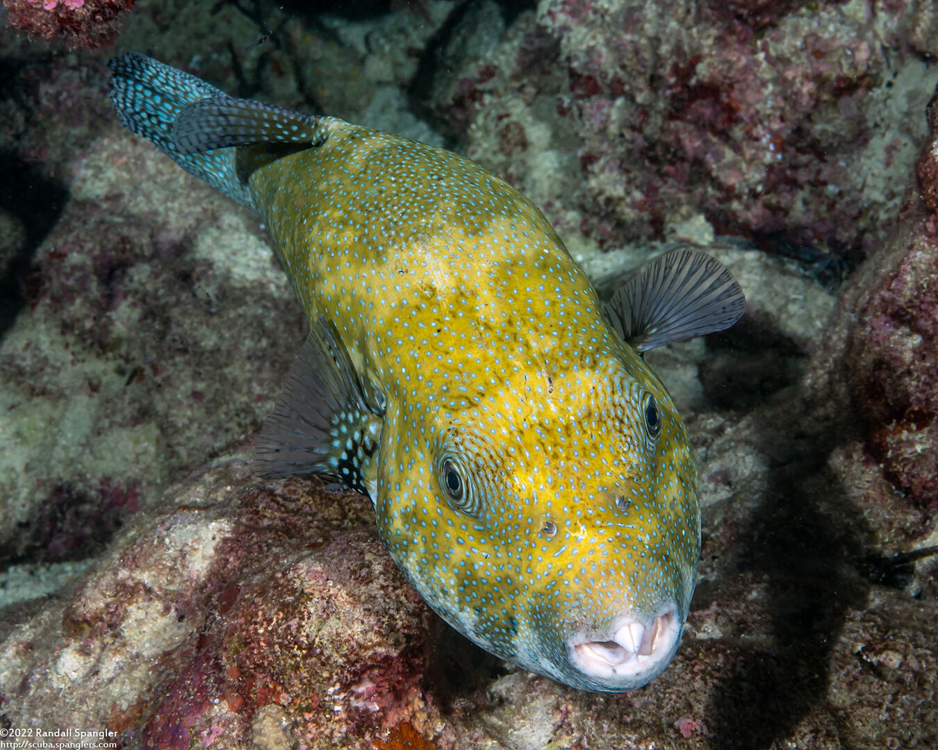 Arothron caeruleopunctatus (Blue-Spotted Puffer)