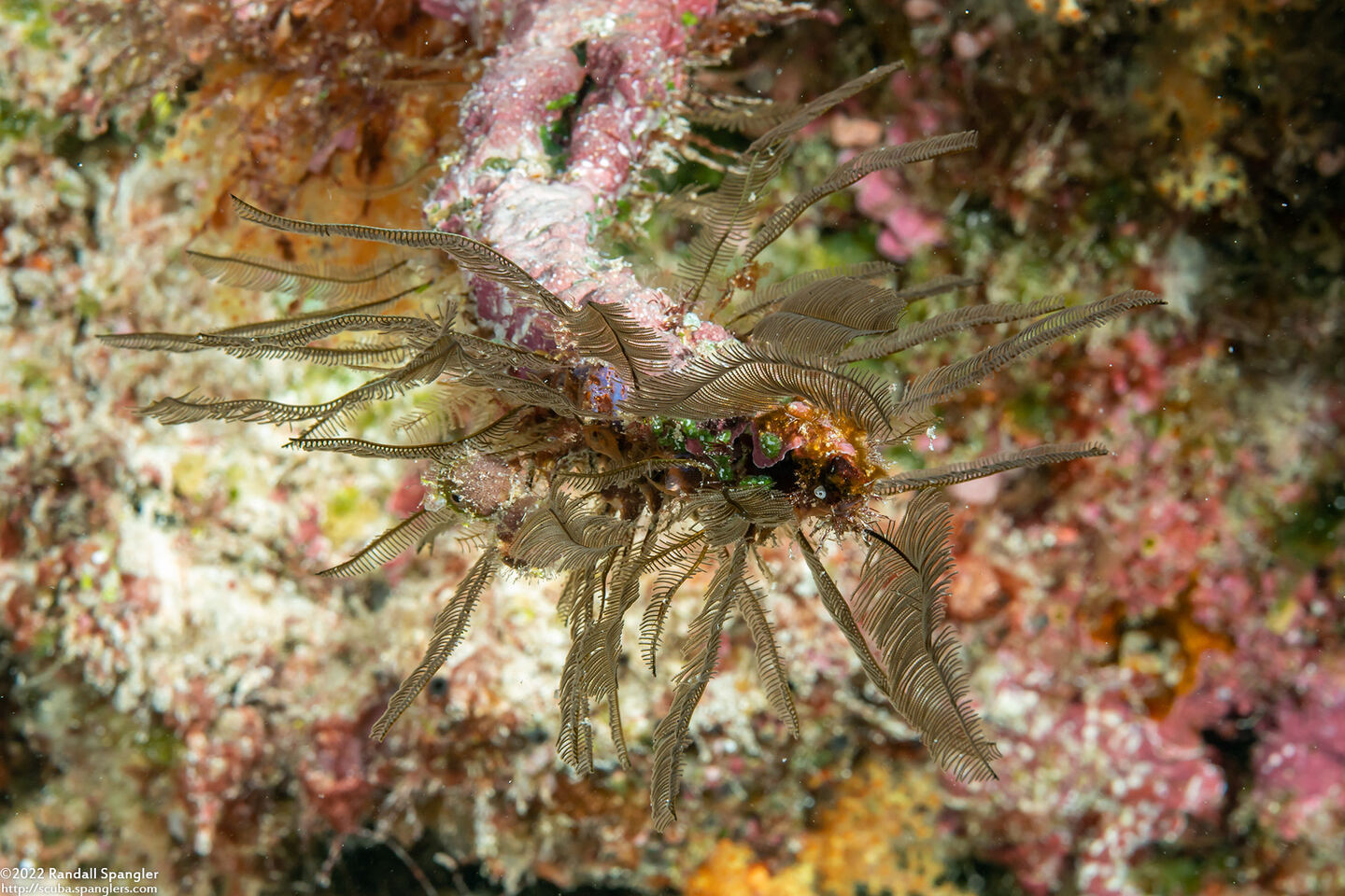 Gymnangium hians (Feather Hydroid)