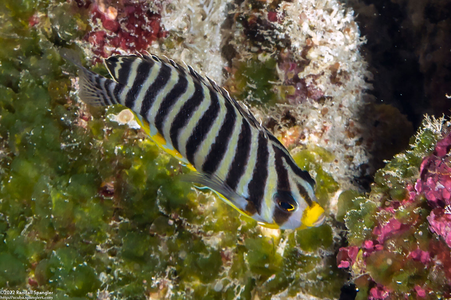 Paracentropyge multifasciata (Multi-Barred Angelfish)