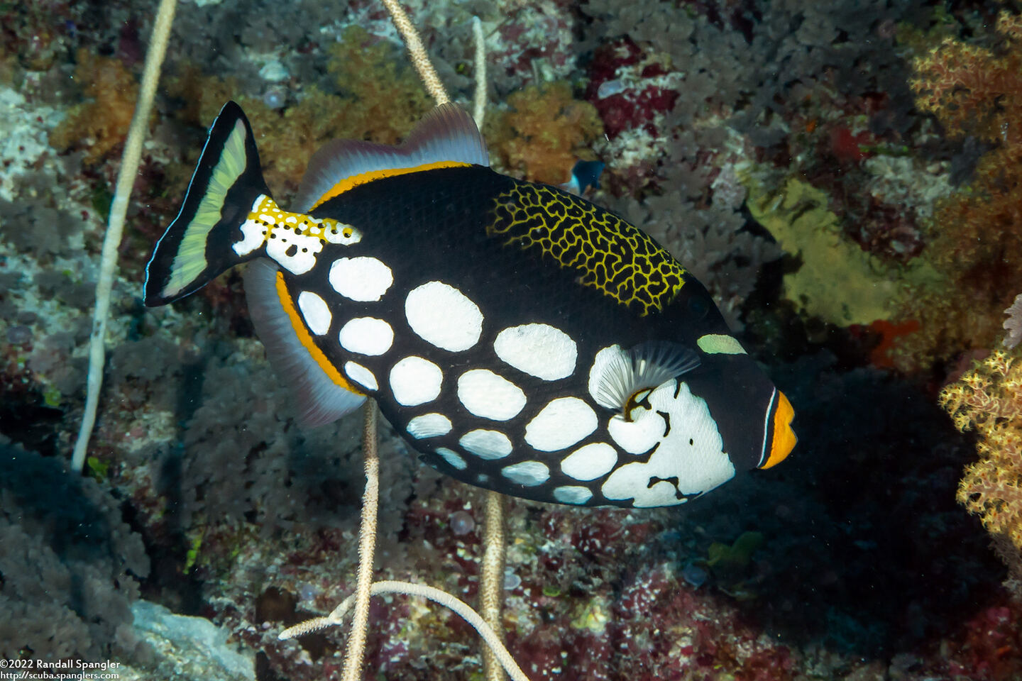 Balistoides conspicillum (Clown Triggerfish)