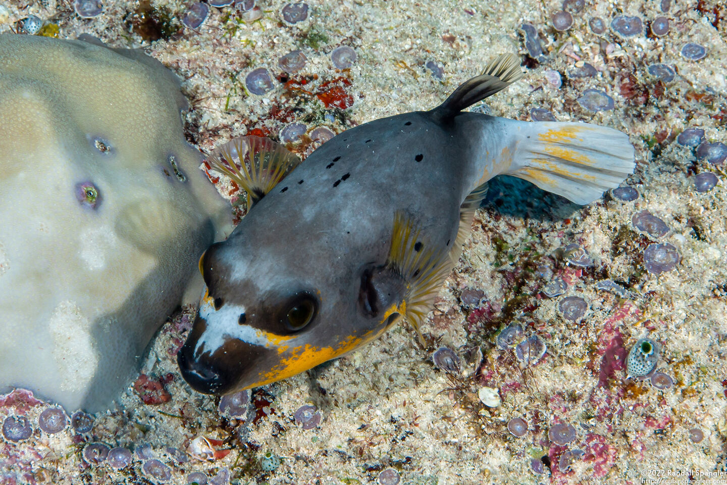 Arothron nigropunctatus (Blackspotted Puffer)