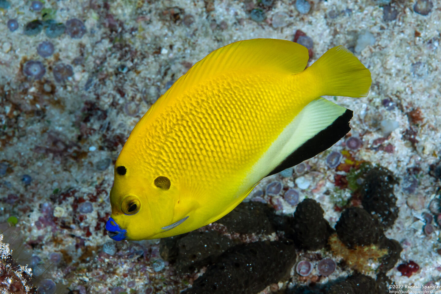 Apolemichthys trimaculatus (Three-Spot Angelfish)