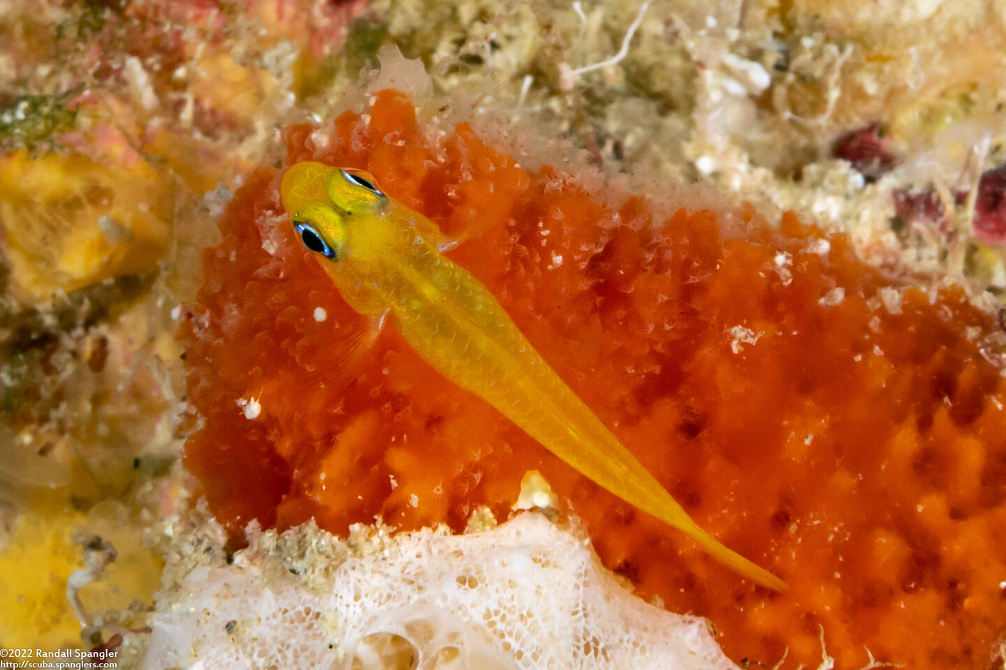 Trimma milta (Redearth Pygmygoby)