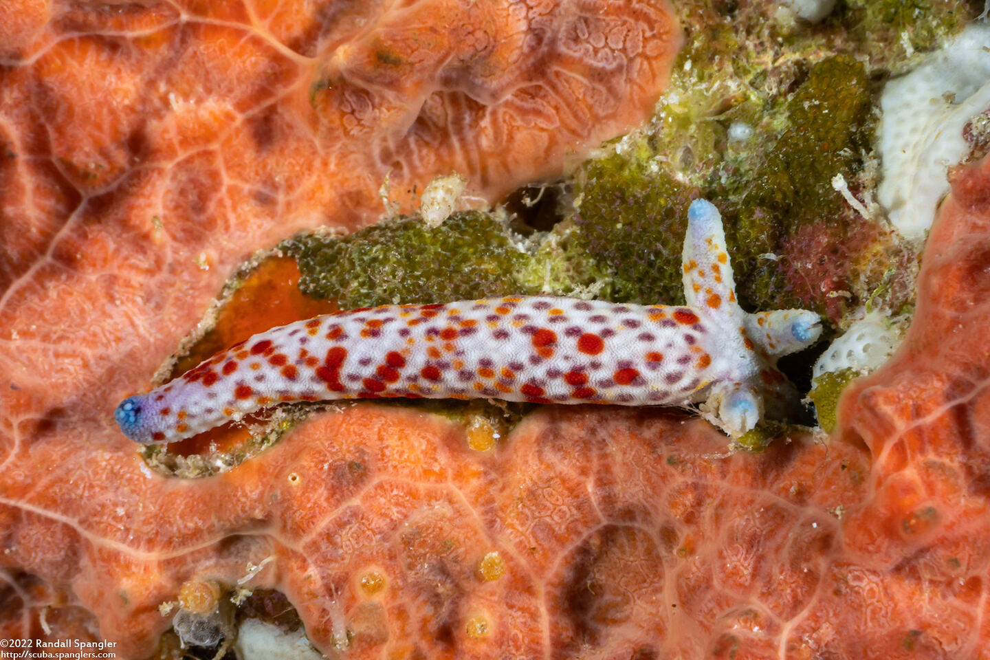 Linckia multifora (Multipore Sea Star)