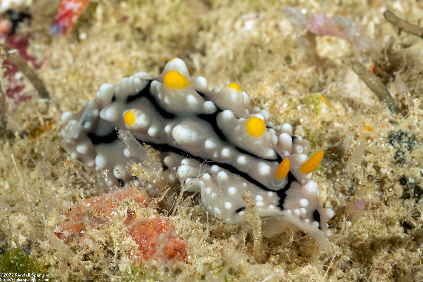 Phyllidia elegans (Elegant Phyllidia)