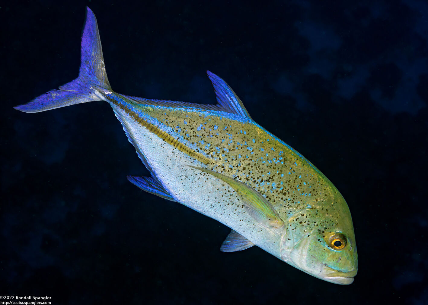 Caranx melampygus (Bluefin Trevally)