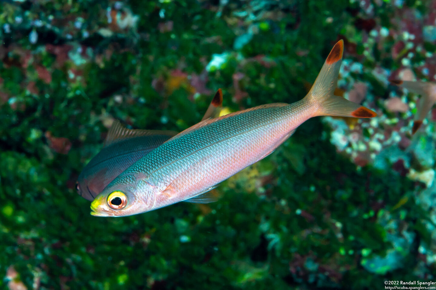 Pterocaesio pisang (Ruddy Fusilier)