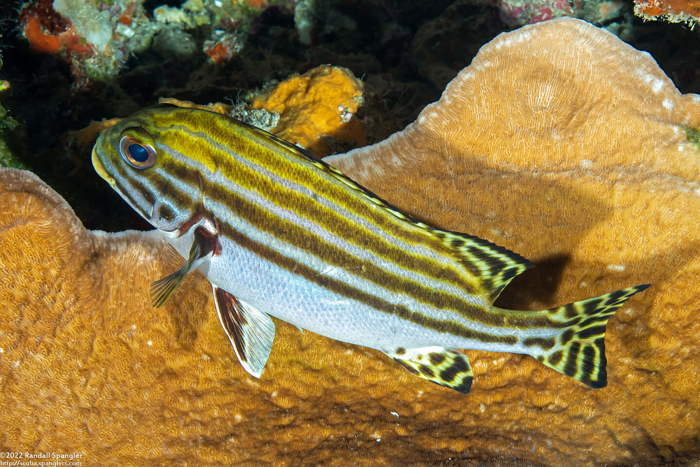 Plectorhinchus lessonii (Striped Sweetlips)