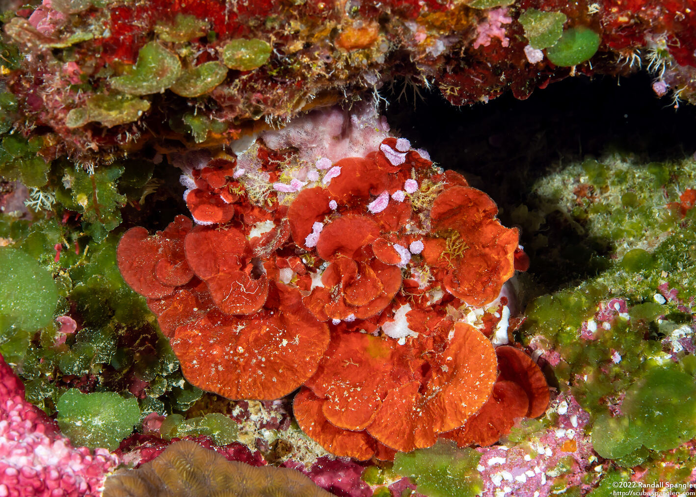 Peyssonnelia sp.1 (Peyssonnelia sp.1)