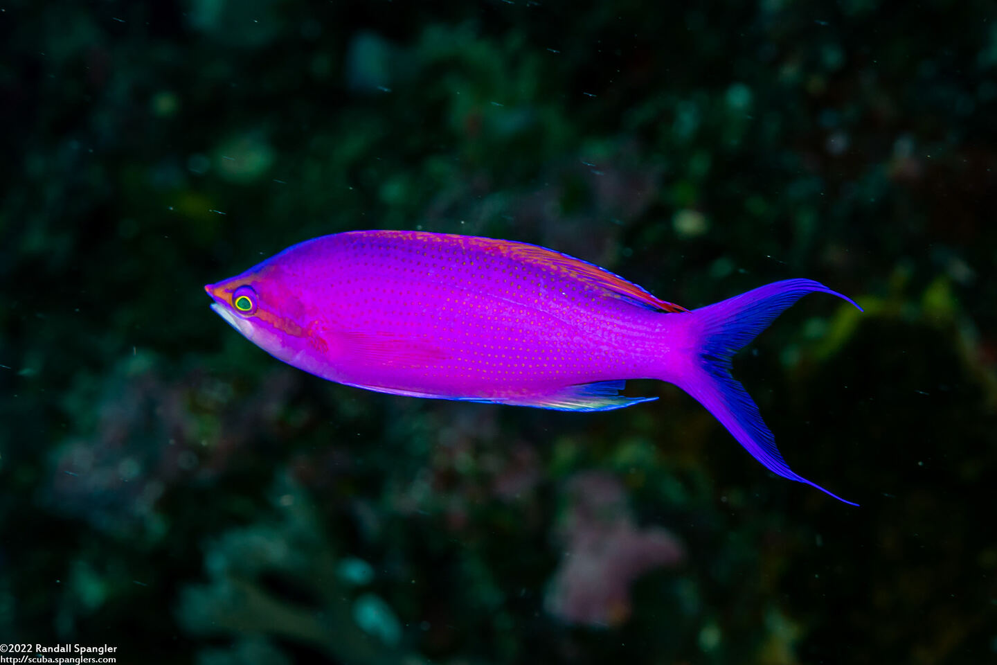 Pseudanthias pascalus (Purple Queen)