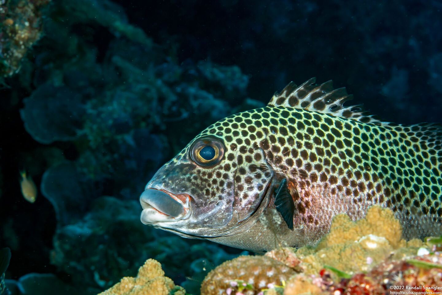 Plectorhinchus chaetodonoides (Many-Spotted Sweetlips)