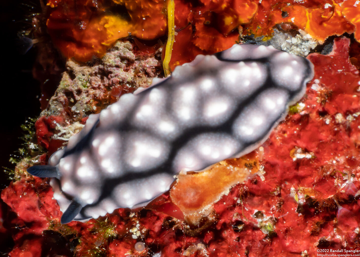 Phyllidiella lizae (Liz's Phyllidiella)