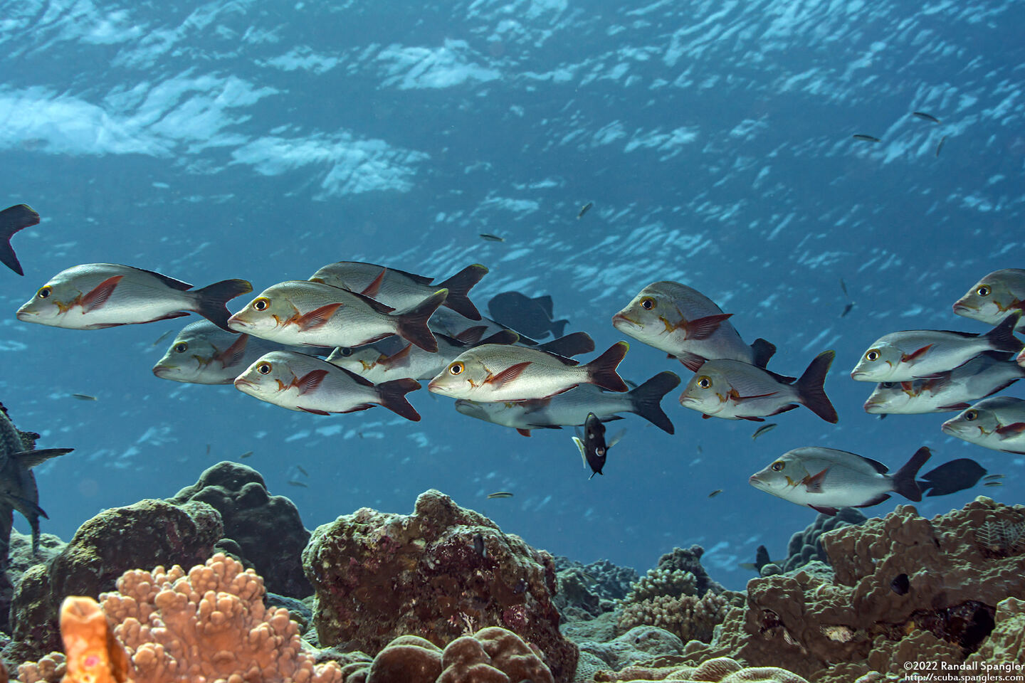 Lutjanus gibbus (Humpback Snapper)