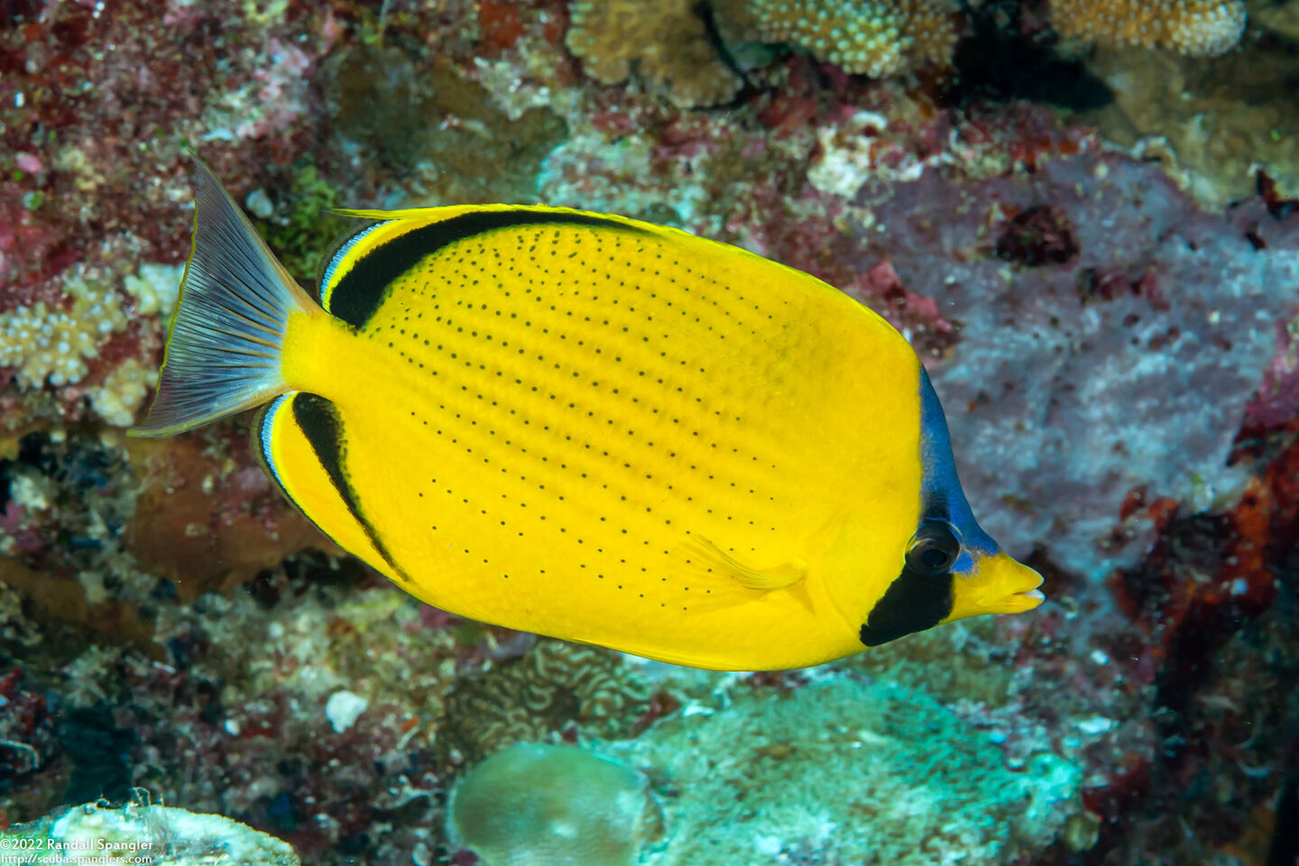 Chaetodon semeion (Dotted Butterflyfish)