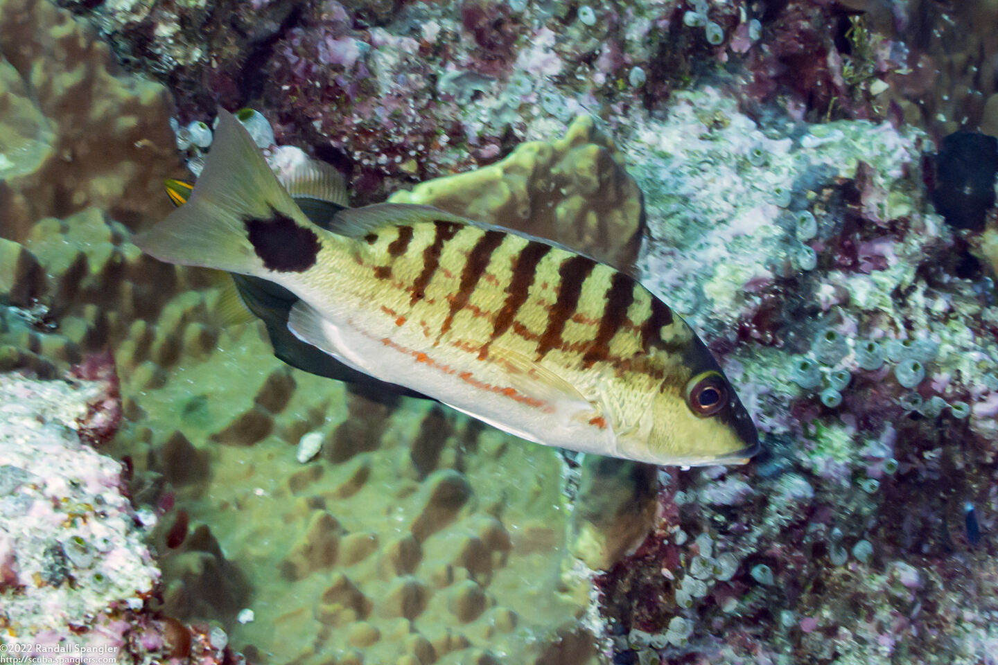 Lutjanus decussatus (Checkered Snapper)