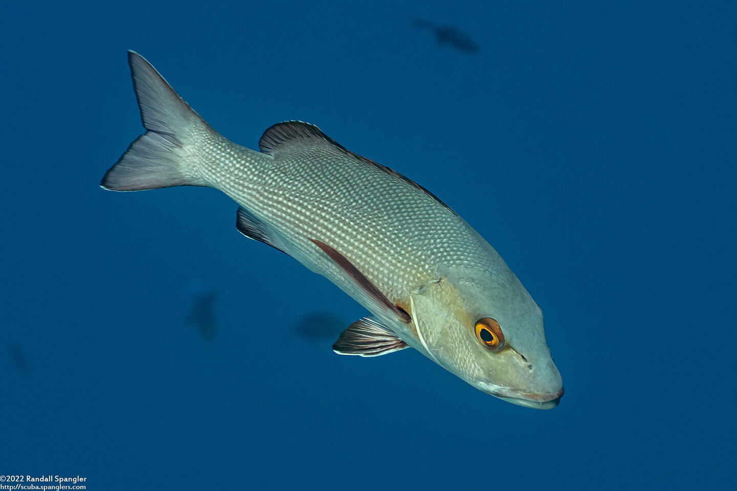 Lutjanus bohar (Red Snapper)