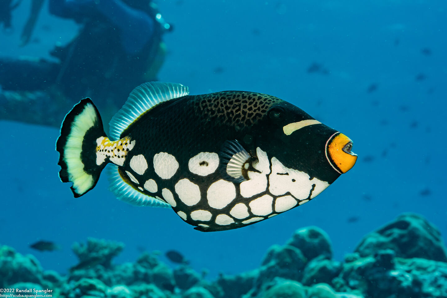Balistoides conspicillum (Clown Triggerfish)