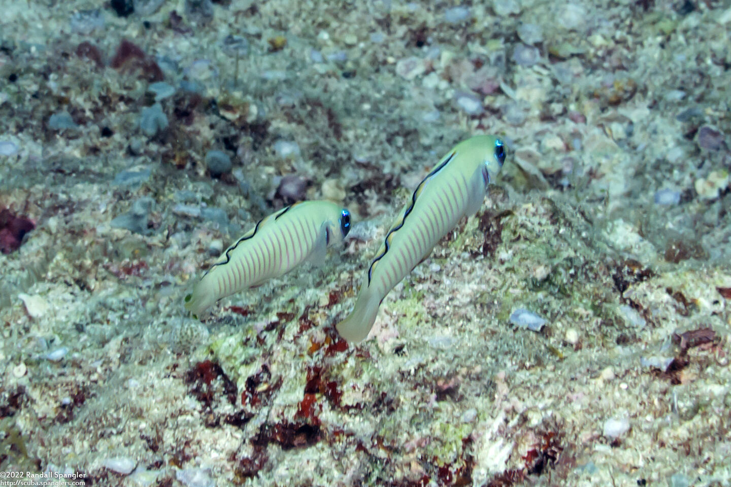 Ptereleotris zebra (Zebra Dartfish)