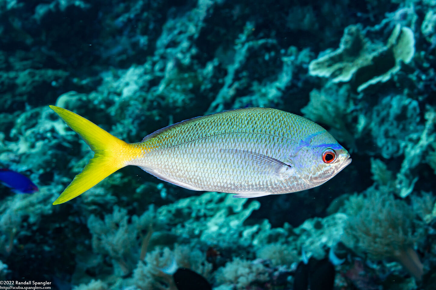 Caesio cuning (Yellowtail Fusilier)