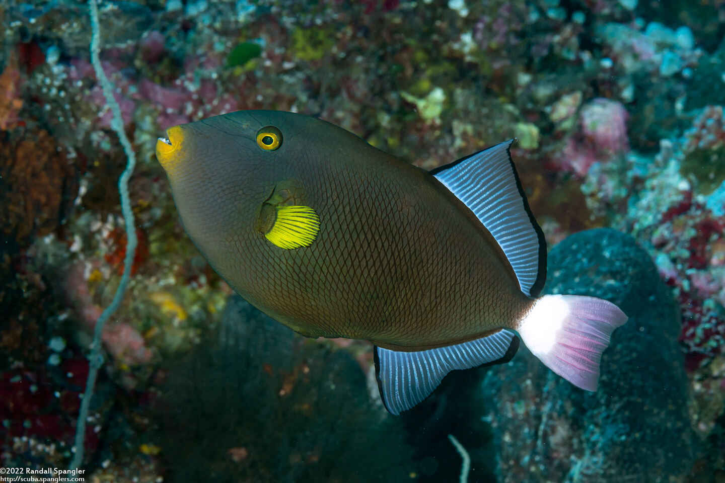 Melichthys vidua (Pinktail Triggerfish)