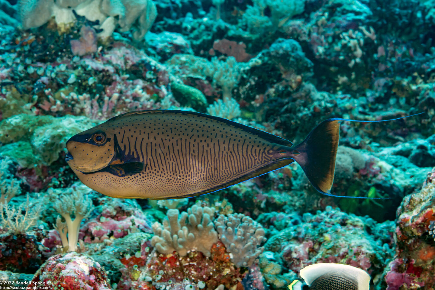 Naso vlamingii (Bignose Unicornfish)